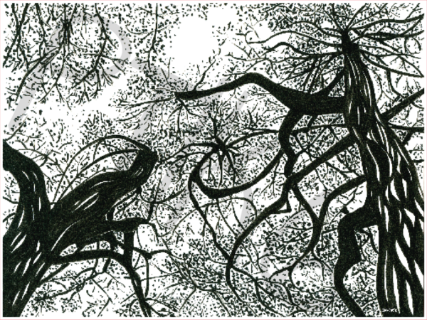 Arbre d'Arz